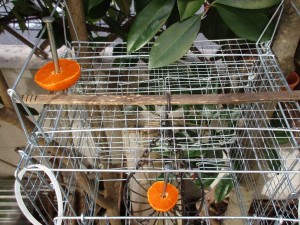 bird_feeder-1kai-20151206-3