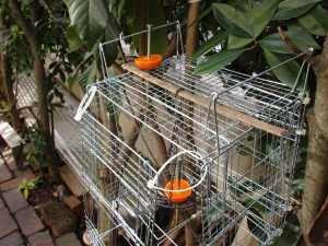 bird_feeder-1kai-20151206-4