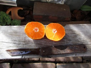 bird_feeder-1kai-20151206-6