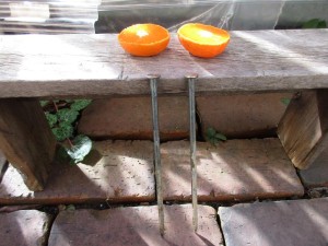 bird_feeder-1kai-20151206-7