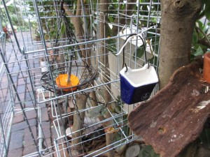 bird_feeder-3-20160103-4