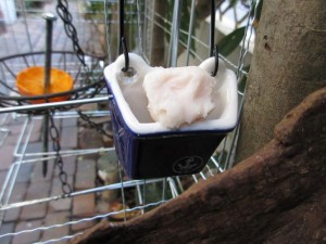 bird_feeder-3-20160103-5