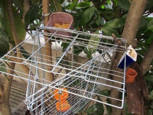 bird-feeder-ver1_re_re_5-20160228