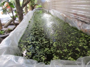 biotope-homemade-20160302-1