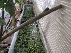 biotope-homemade-20160302-2