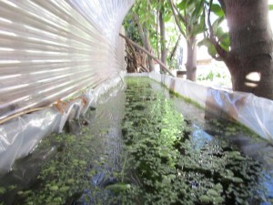 biotope-homemade-20160302-3