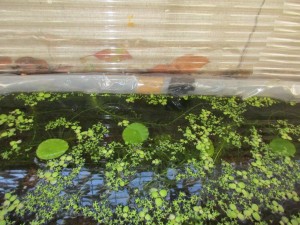 biotope-homemade-20160302-4