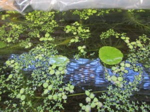 biotope-homemade-20160302-5