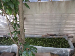 biotope-homemade-20160302-6