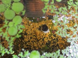 bio-freshwater-clam-20180528-2