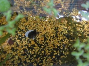 bio-freshwater-clam-20180528-3