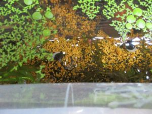 bio-freshwater-clam-20180528-4