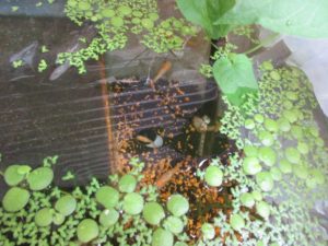 bio-freshwater-clam-20180528-5