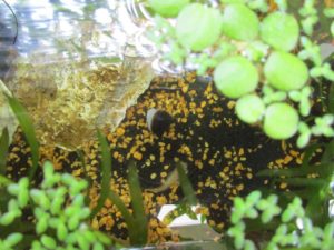 bio-freshwater-clam-20180528-6