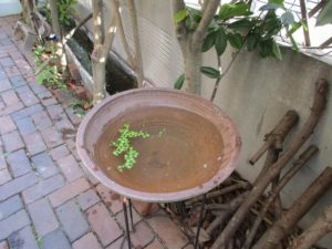 biotope-homemade-20160507-1