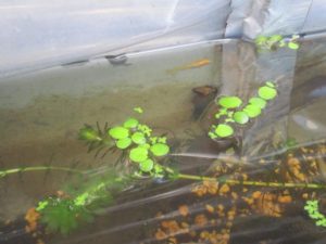 biotope-homemade-20160507-4