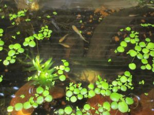 biotope-homemade-20160507-6
