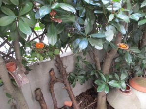 20161123-bird-feeder-3