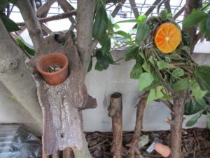 20161123-bird-feeder-4